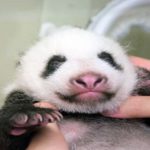 あの待望の赤ちゃんパンダ、うっすらと目が開く！上野動物園